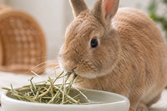 うさぎが牧草を食べる様子（消化と歯のケアのイメージ）