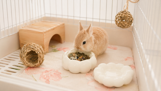 ごはん